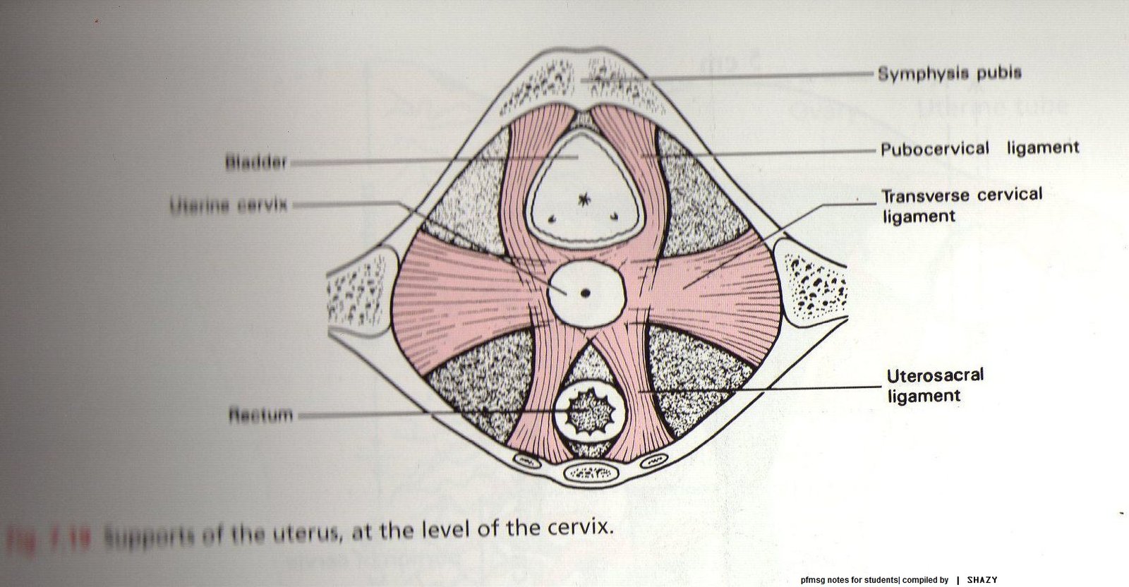 fig_719_support_of_the_uterus_.jpg